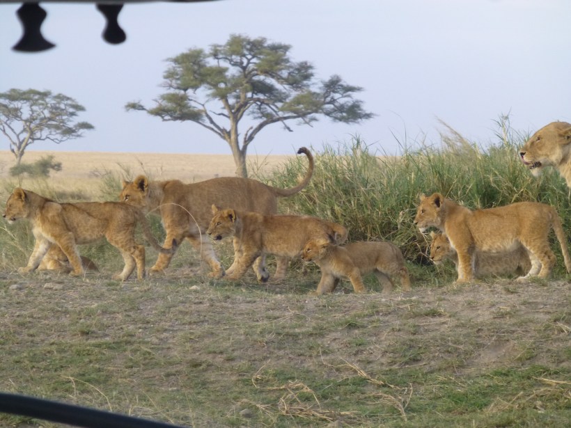 A short time later, we saw this pride of mothers and cubs. There were so many! We think the male we saw earlier was head of this pride.