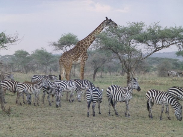 On the road to our campsite. 