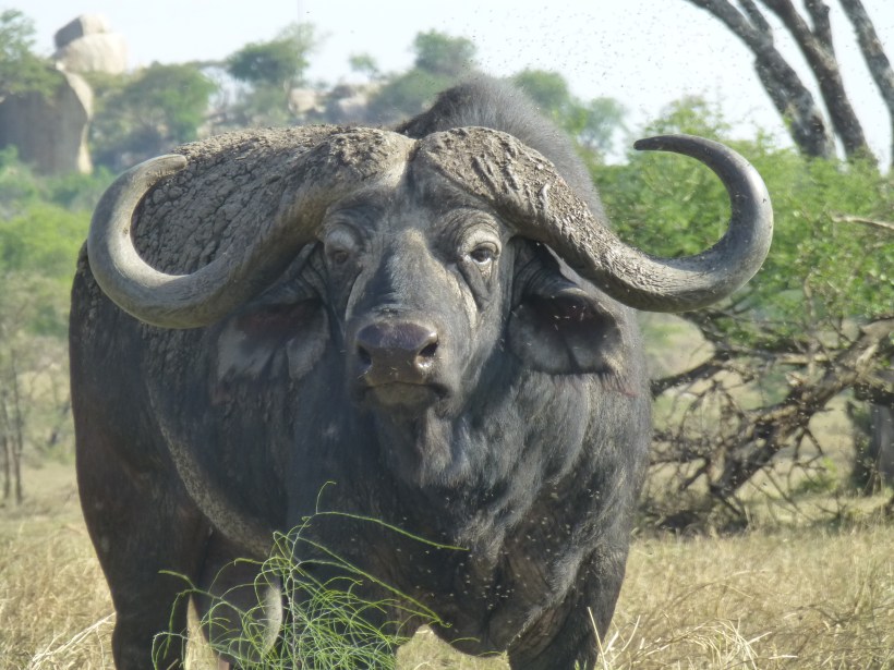 We also regularly saw a group of male buffalo on our drive back to camp. 
