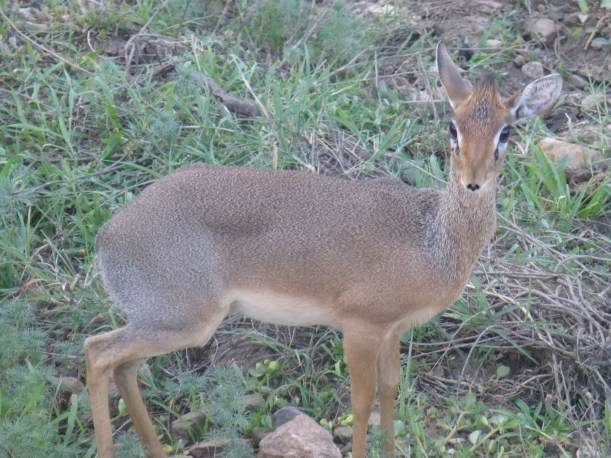 Lily's favorite animal - the adorable dik dik. Full grown it's about the size of a small dog. They hide out in bushes and can be hard to see.