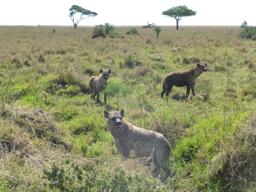 Most of our group did not like hyenas, but I thought they were pretty cool.