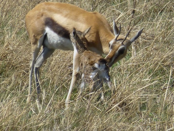 We saw this mama and baby Thompson's Gazelle minutes after the baby was born. It couldn't even stand up and the mama was still licking it. We watched for a long time.