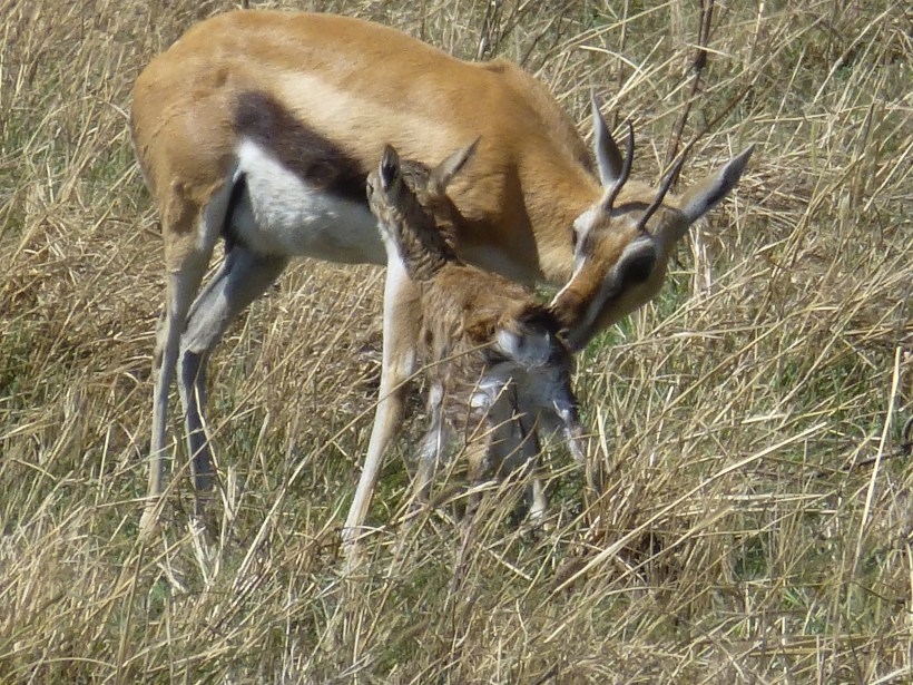 We saw this mama and baby Thompson's Gazelle minutes after the baby was born. It couldn't even stand up and the mama was still licking it. We watched for a long time.