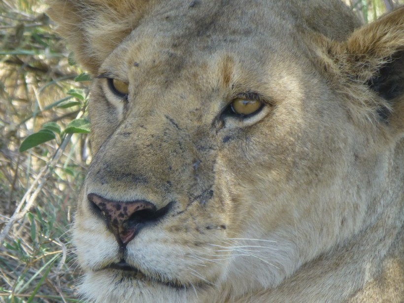 We learned that the lion researchers in the park identify each lion by the pattern of spots right above the whiskers. This lion walked so close to Jon's jeep that he got a pretty good look at that pattern on this female!