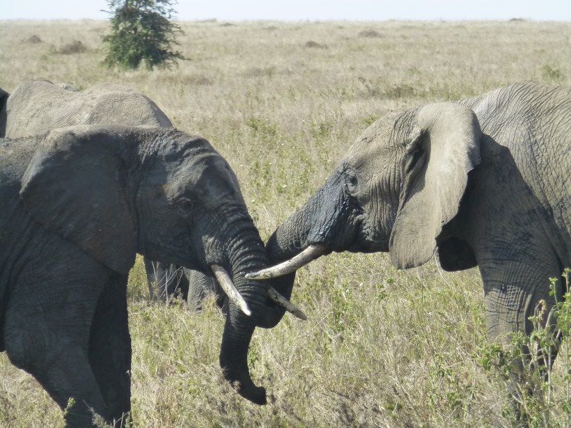 We watched these male elephants fighting.