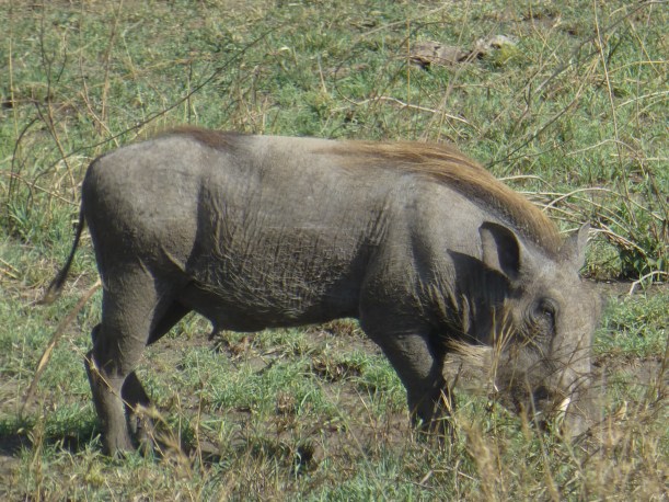 I love the warthogs! They are such weird looking creatures! Apparently they can run really fast. And, like most animals, their babies are adorable.