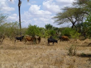 Back at Wild Palm, we regularly have cows wander into camp looking for something to eat. It is really dry in this area right now and the cows are getting very hungry. 