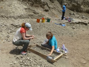 Collecting bones at the dig site.