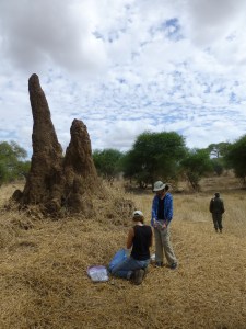 Checking the pitfall traps at the termite mounds. Mara is looking at spider diversity at different mounds.