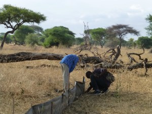 Checking the reptile traps for lizards.